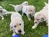 PoulaTo: Πωλείται κουτάβι Golden Retriever